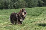 CHIEN FINNOIS DE LAPONIE 167